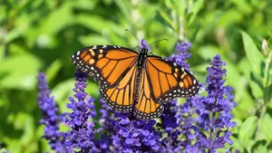 Butterfly Garden jigsaw puzzle