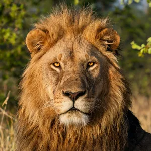Lion Portrait jigsaw puzzle